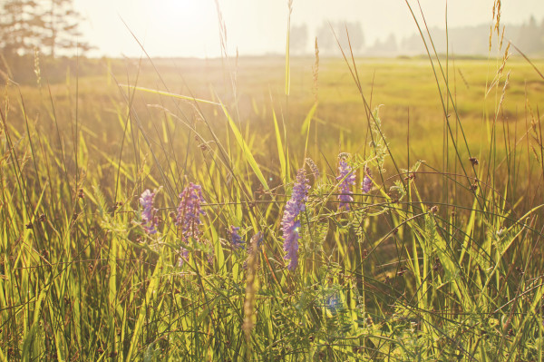 Wiese in der Morgensonne